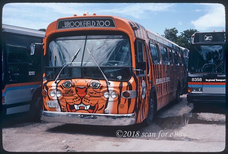 Brookfield Zoo Tiger New Look Bus RTA 8292 Original Kodachrome Slide