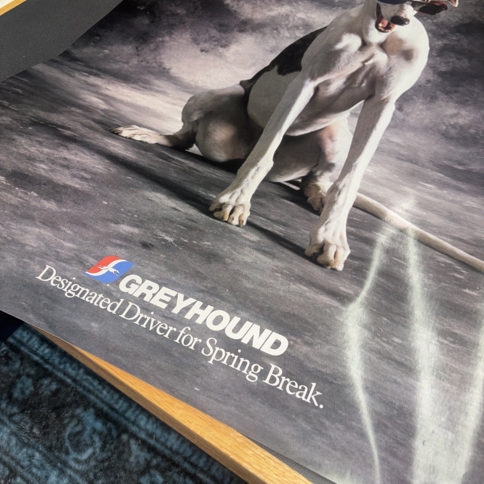 1991 Greyhound BUS Advertising Poster DOG Designated Driver for Spring Break