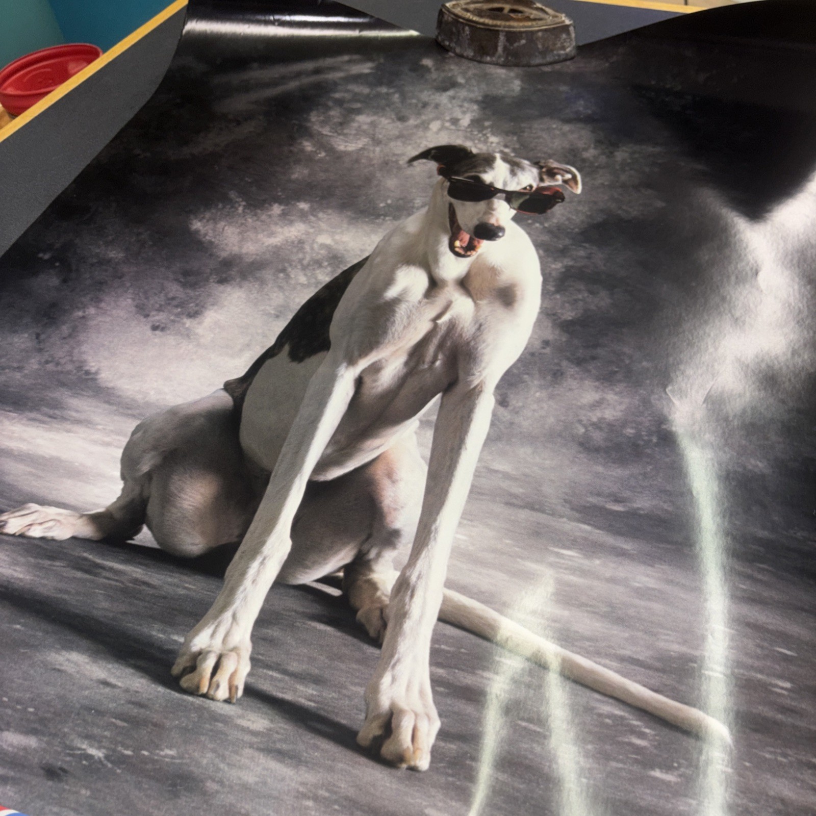 1991 Greyhound BUS Advertising Poster DOG Designated Driver for Spring Break